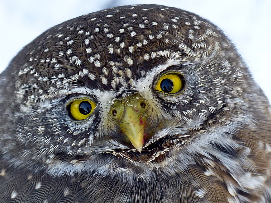 Close-up portrait of Eurasian pygmy owl with yellow eyes