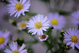 Close-up of delicate purple aster flowers with yellow centers