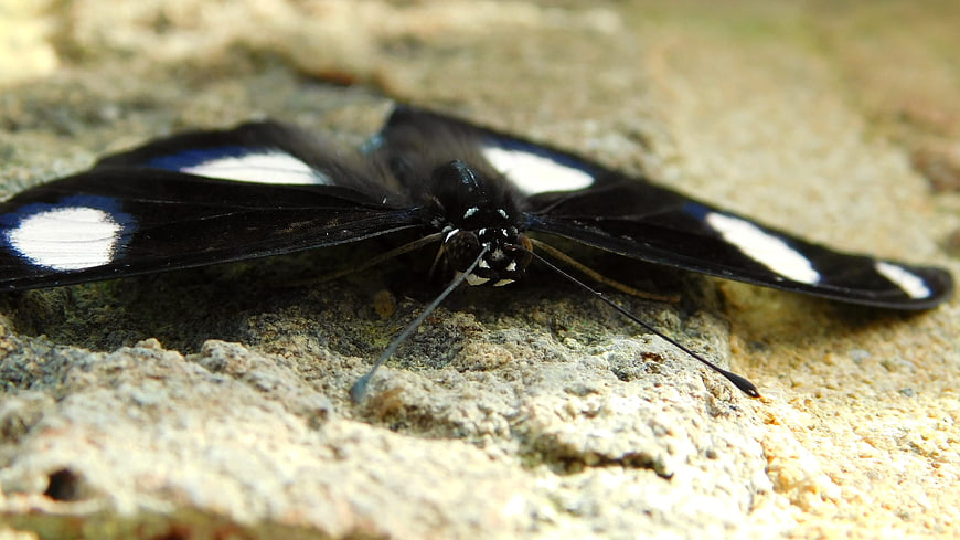 Close-up of Black and White Butterfly on Rock