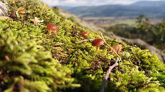 Small brown mushrooms growing on green mossy rock
