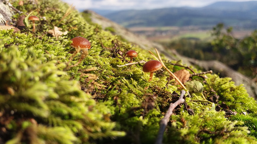 Small brown mushrooms growing on green mossy rock
