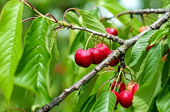 Fresh Ripe Red Cherries Hanging on a Tree Branch