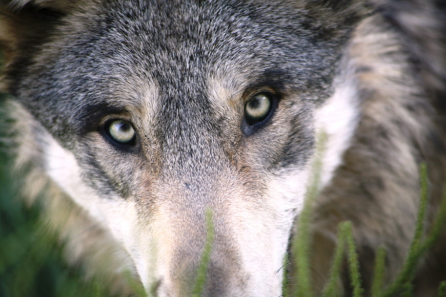 Close-up portrait of a gray wolf with piercing yellow eyes