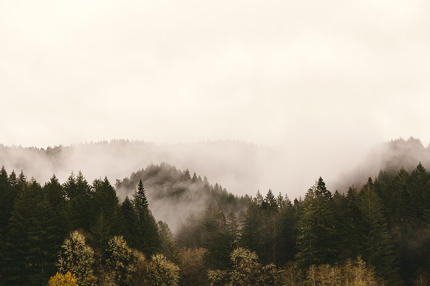 Misty pine forest landscape with fog rolling over hills