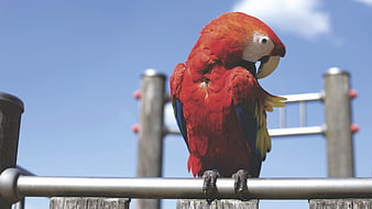 Scarlet Macaw Perched on Metal Bar Against Blue Sky