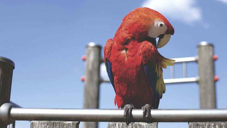 Scarlet Macaw Perched on Metal Bar Against Blue Sky