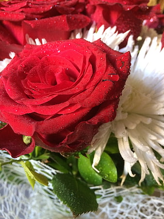 Close-up of vibrant red rose with water droplets