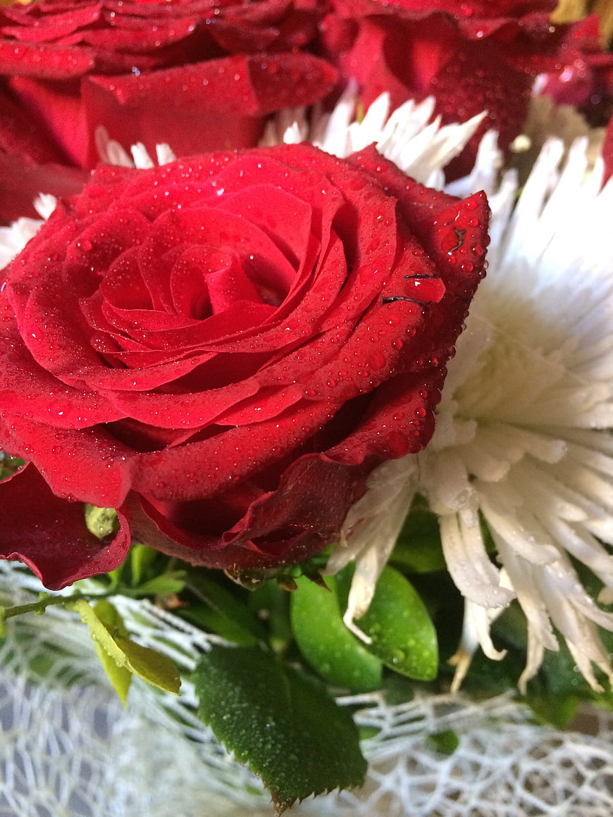 Close-up of vibrant red rose with water droplets