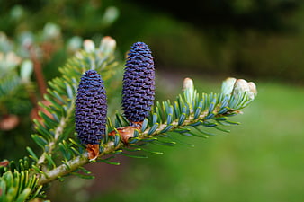 Close-up of purple spruce cones on a green branch