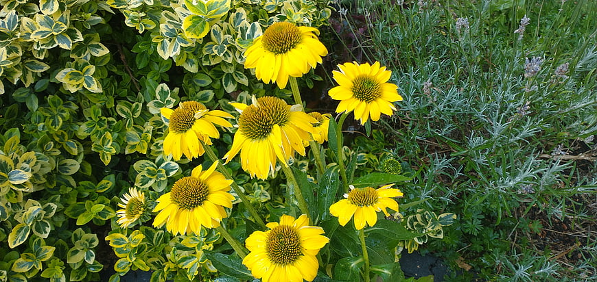 Yellow Coneflowers in a Garden with Variegated Foliage