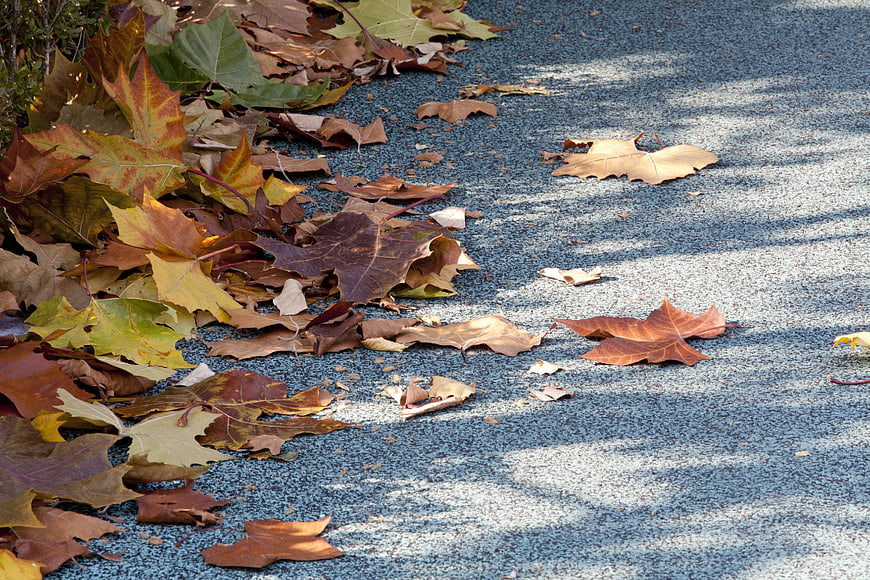 Fallen autumn leaves on asphalt path with shadows