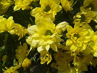 Close-up of vibrant yellow chrysanthemum flowers in sunlight