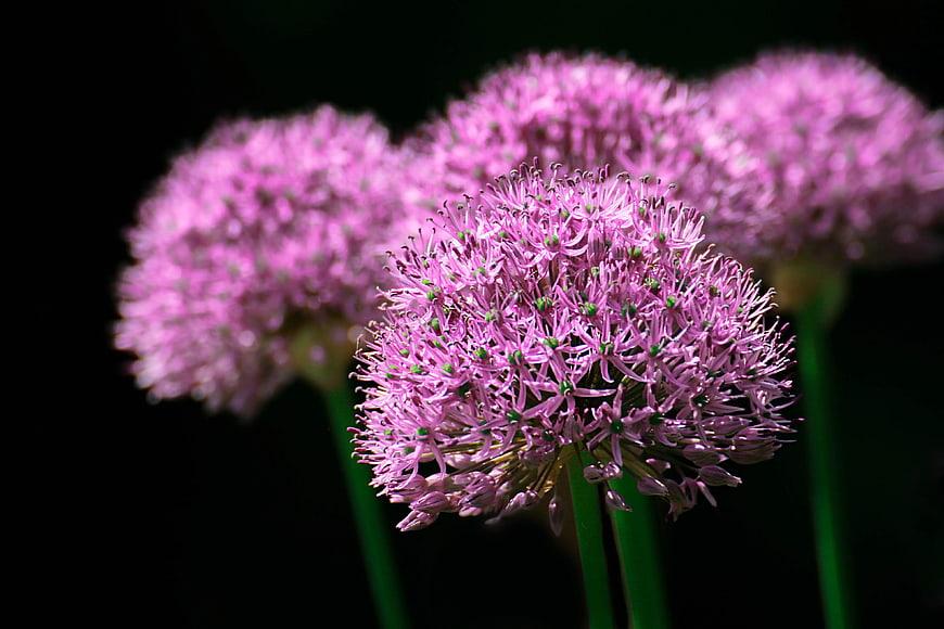 Close-up of Purple Allium Flowers Against Black Background