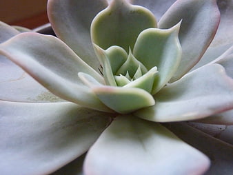 Close-up of pale green succulent rosette with soft focus
