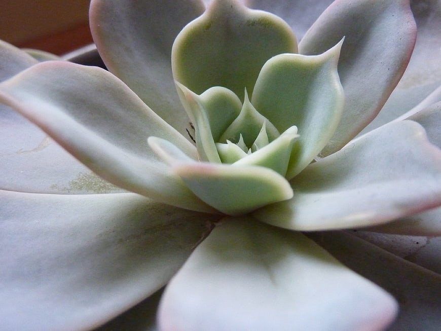 Close-up of pale green succulent rosette with soft focus