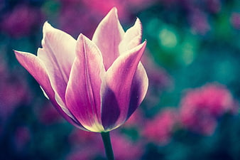 Close-up of a pink tulip with blurred garden background