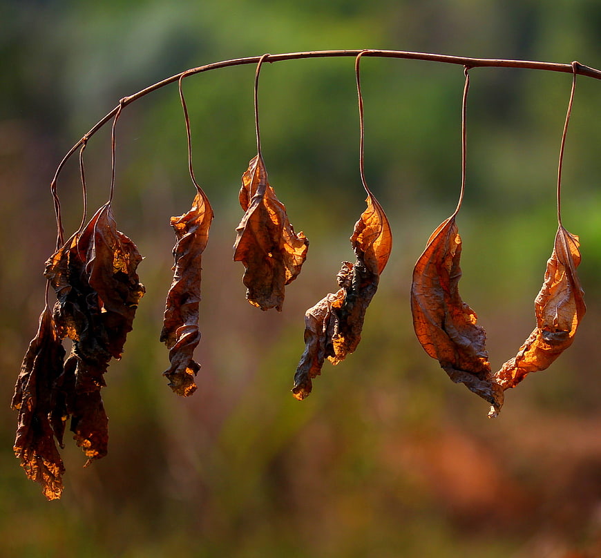 Dried brown leaves hanging on a branch in autumn sunlight