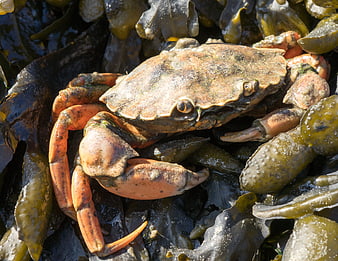 Close-up of a crab on wet seaweed