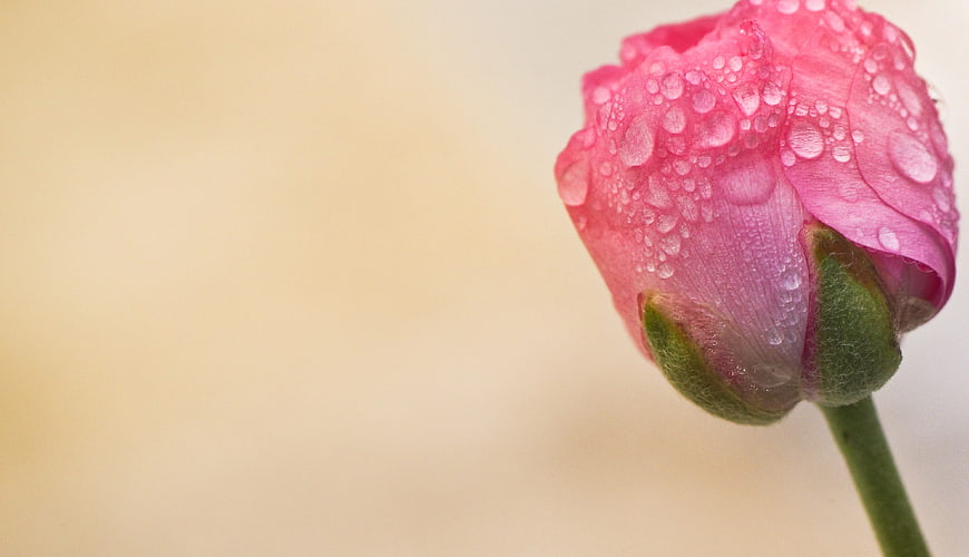 Close-up of pink flower bud with water droplets on beige background
