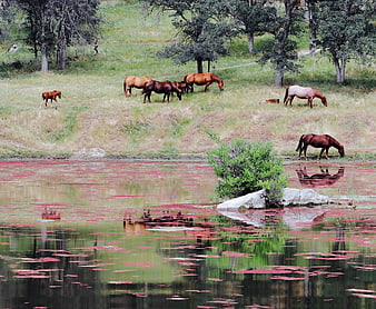 Horses grazing near a pond with pink water lilies