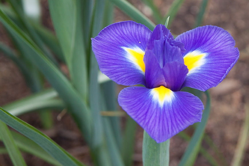 Vibrant purple iris flower with yellow and white accents