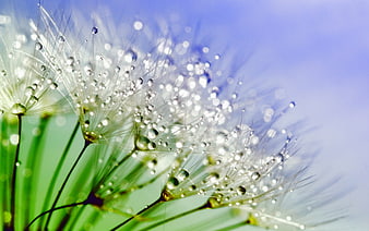 Macro Dandelion Seeds with Dew Drops on Blue Background