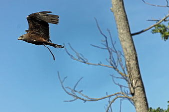 Black kite bird of prey soaring against blue sky