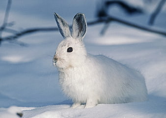 White Mountain Hare in Snowy Winter Landscape