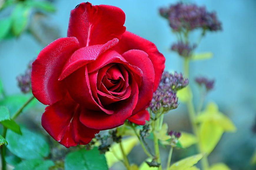 Vibrant red rose close-up with morning dew drops on petals