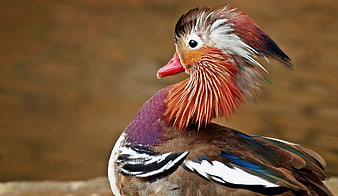 Close-up of a colorful male Mandarin duck with vibrant plumage