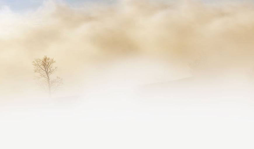 Lone Tree in Thick Foggy Misty Landscape