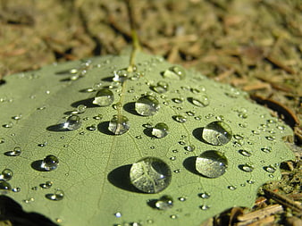 Macro photography of water droplets on a green leaf