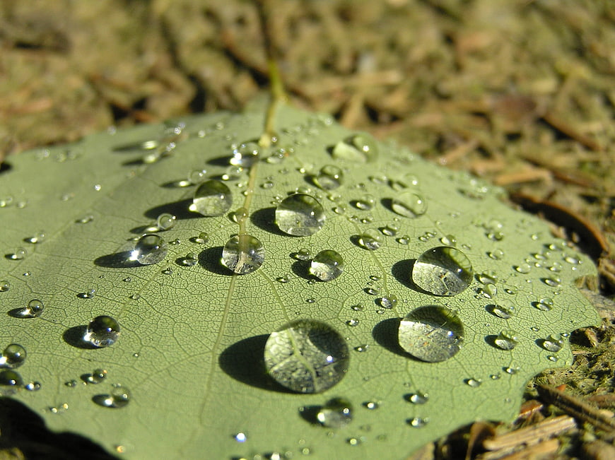 Macro photography of water droplets on a green leaf