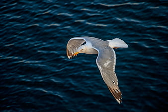 Seagull in flight over deep blue ocean waves
