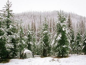 Winter Camping Tent in Snowy Pine Forest Landscape