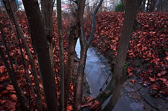 Autumn Stream Through Forest with Red Leaves