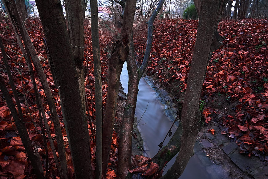 Autumn Stream Through Forest with Red Leaves