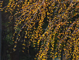 Golden Autumn Leaves on Weeping Tree Branches