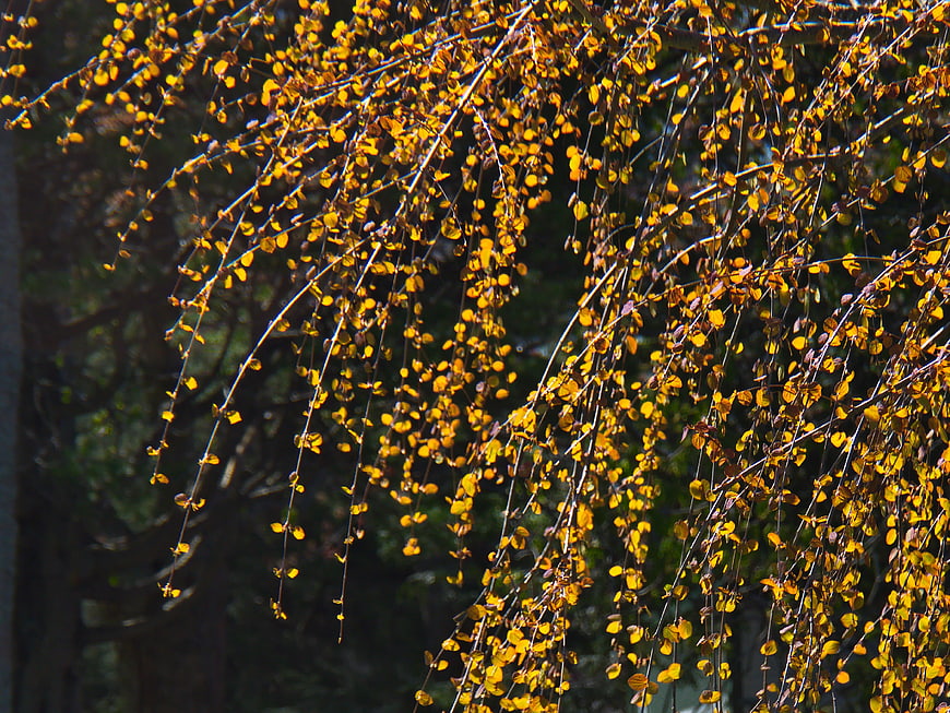 Golden Autumn Leaves on Weeping Tree Branches