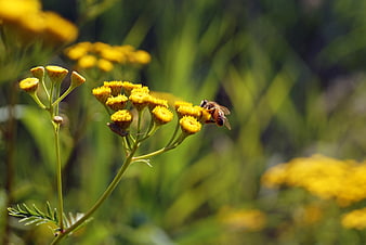 Honey Bee Pollinating Yellow Tansy Flower in Sunlight