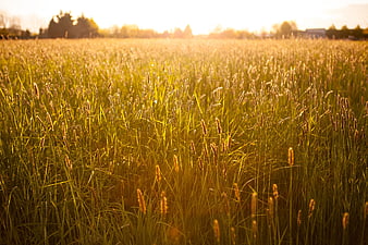 Golden sunlight illuminating tall grass field at sunset