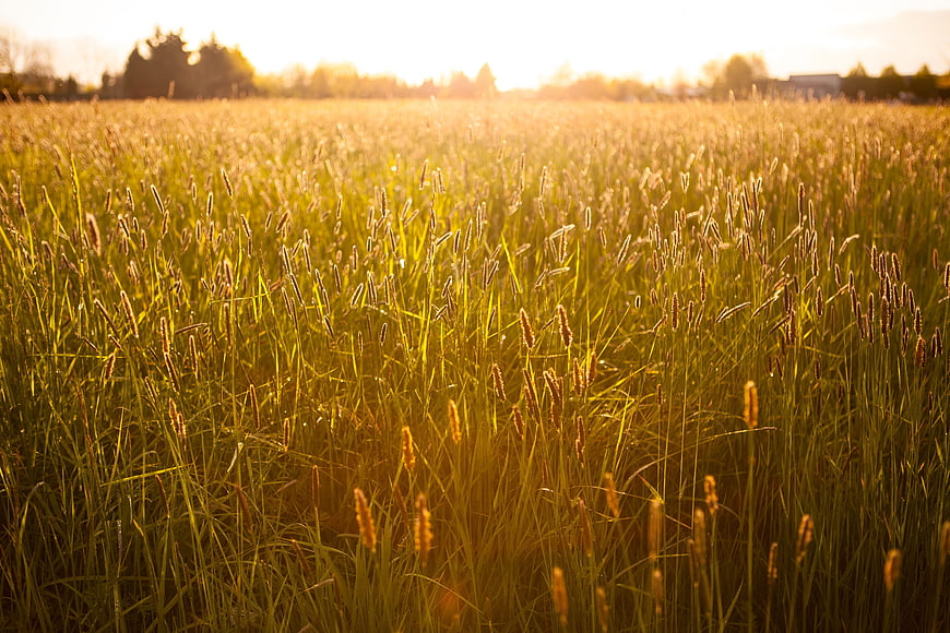 Golden sunlight illuminating tall grass field at sunset