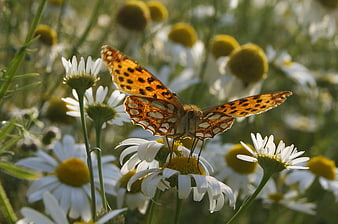 Orange butterfly on white daisy in sunny meadow