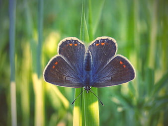 Close-up of a Blue Butterfly on Green Grass