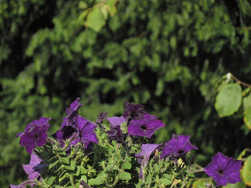Vibrant Purple Petunias Blooming in a Garden