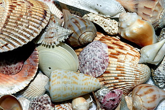 Close-up of assorted seashells with natural patterns and textures