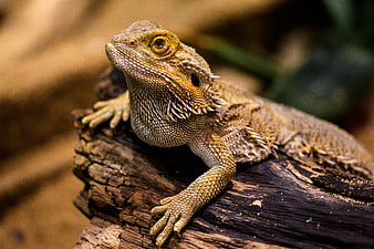 Close-up of a Bearded Dragon Lizard on a Log