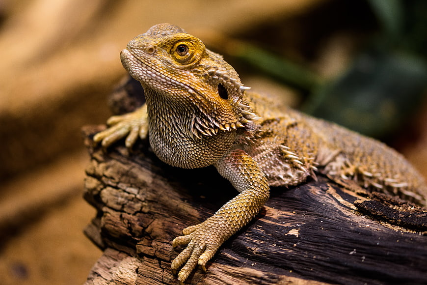 Close-up of a Bearded Dragon Lizard on a Log