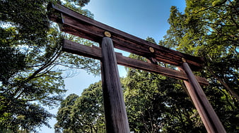 Low Angle View of Wooden Torii Gate in Forest