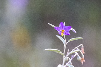 Close-up of a purple star-shaped flower with yellow center